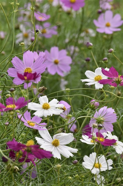 ご当地　あやめ　水郷いたこ大使　フリフリストラップ　　10点セット 🌷第68回水郷潮来あやめまつり🌷6/8宵🌝 『#宵の嫁入り舟』の様子です